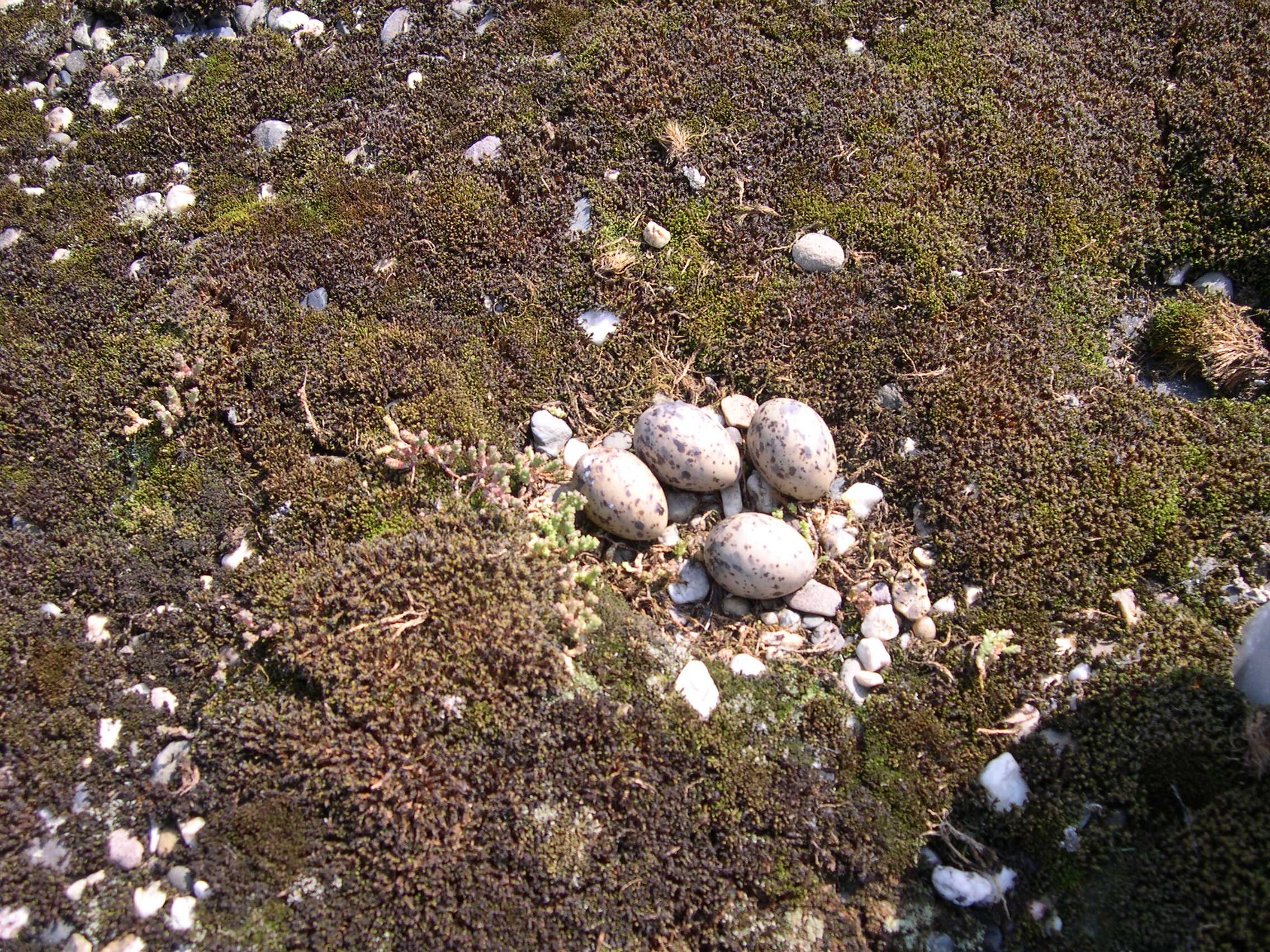 Nest van een visdiefje
