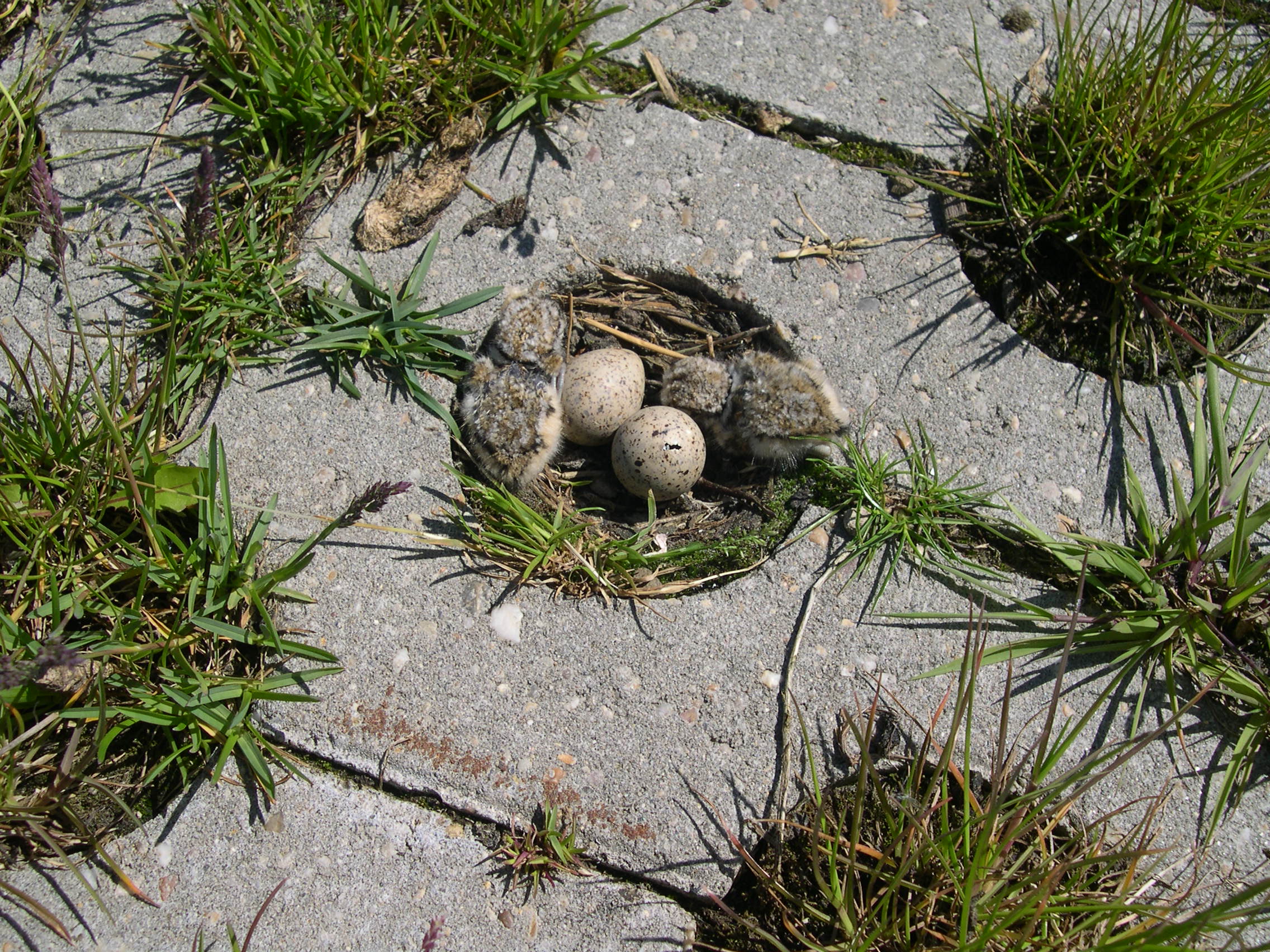 nest kleine plevier met 2 jongen en 2 eieren